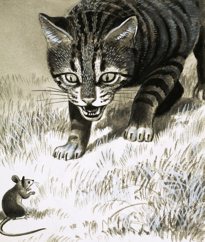 O gato aproxima-se do rato de English School