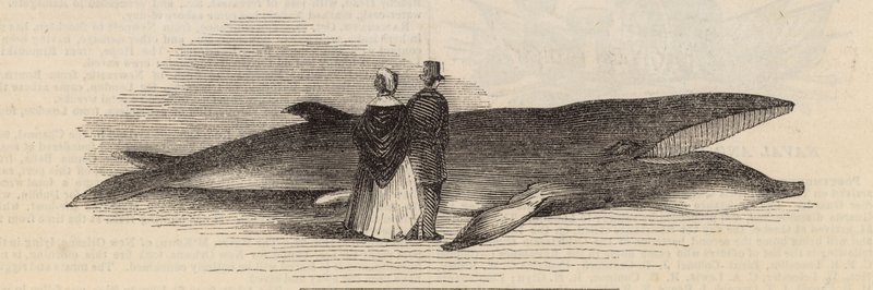 Pegando uma baleia em Deptford Pier: a baleia de English School
