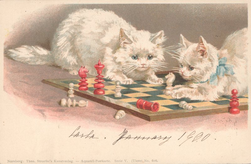 Gatos jogando xadrez de English School