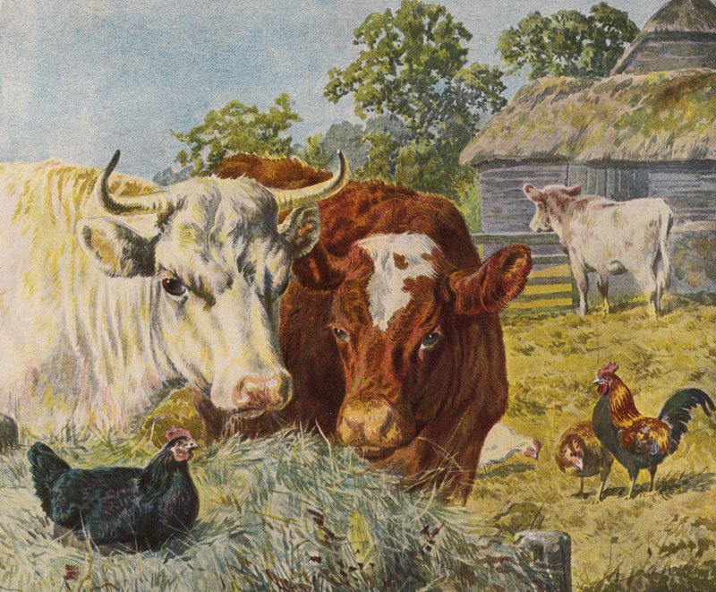 Bovinos e galinhas (cor litho) de English School