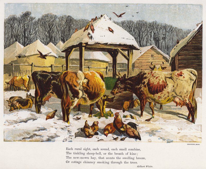 Gado e galinhas no pátio de uma fazenda nevada (gravura colorida) de English School
