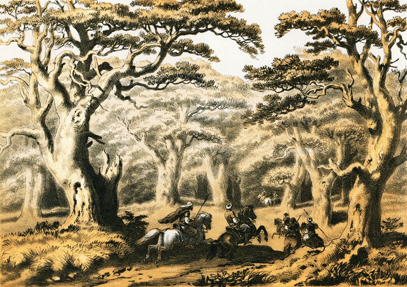 Cedros do Líbano de English School