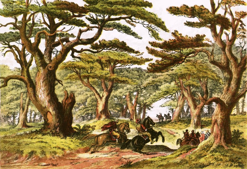 Cedros do Líbano de English School