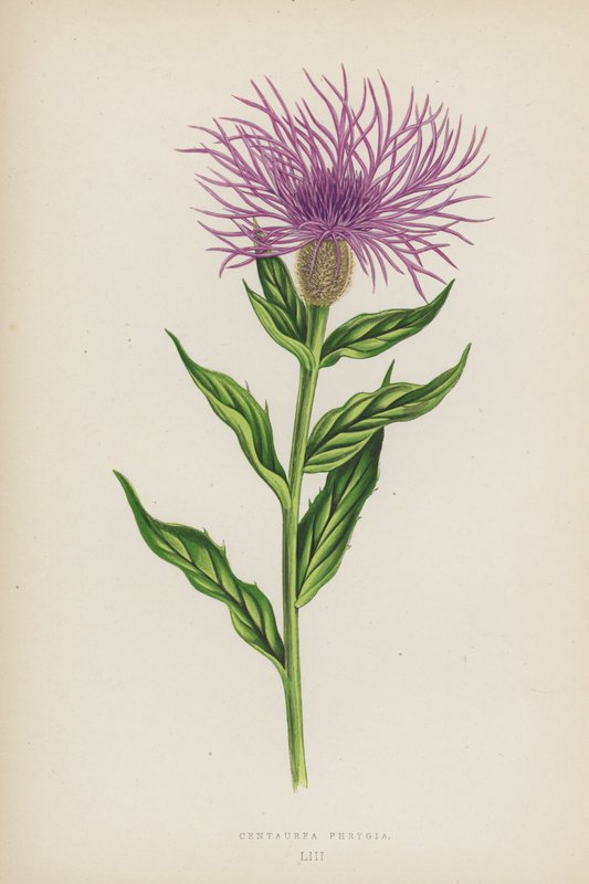 Centaurea Phrygia (litografia a cores) de English School