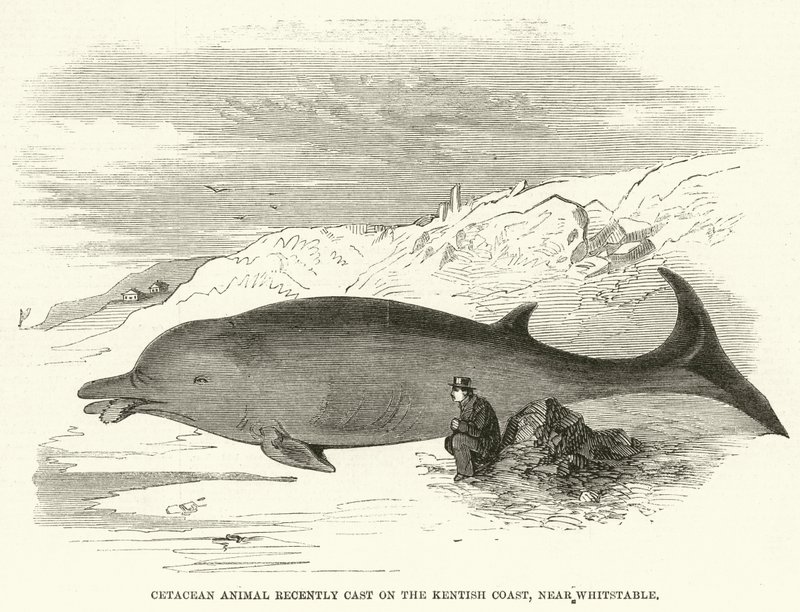 Cetacean Animal recentemente lançado na Costa de Kentish, perto de Whitstable (gravura) de English School