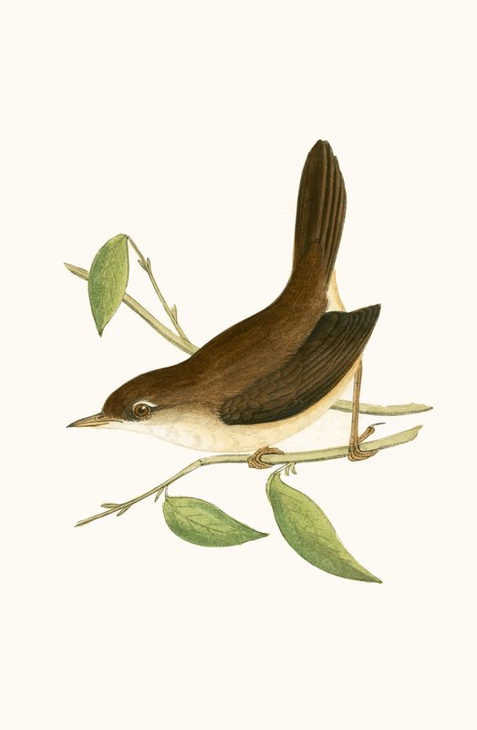 Cetti&39;s Warbler, ilustração de "Uma História das Aves da Europa Não Observadas nas Ilhas Britânicas", de Charles Robert Bree (1811-1886), publicada em 1867 de English School