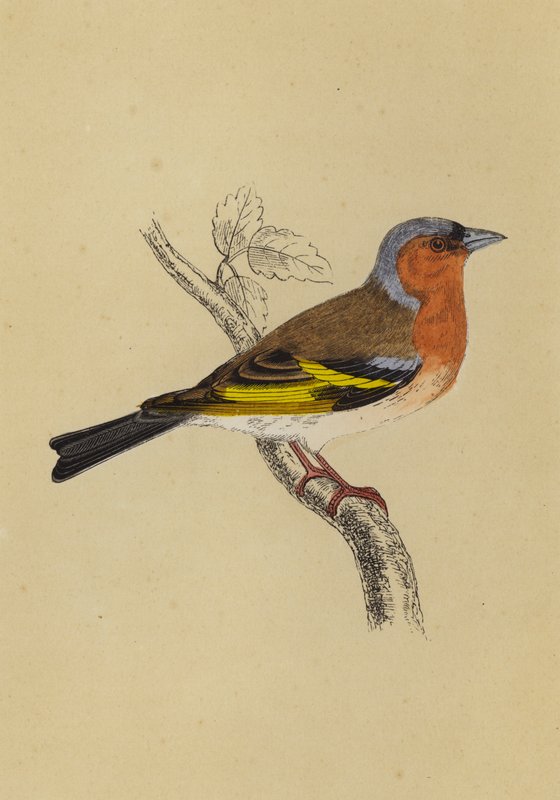 Tentilhão (cor litho) de English School