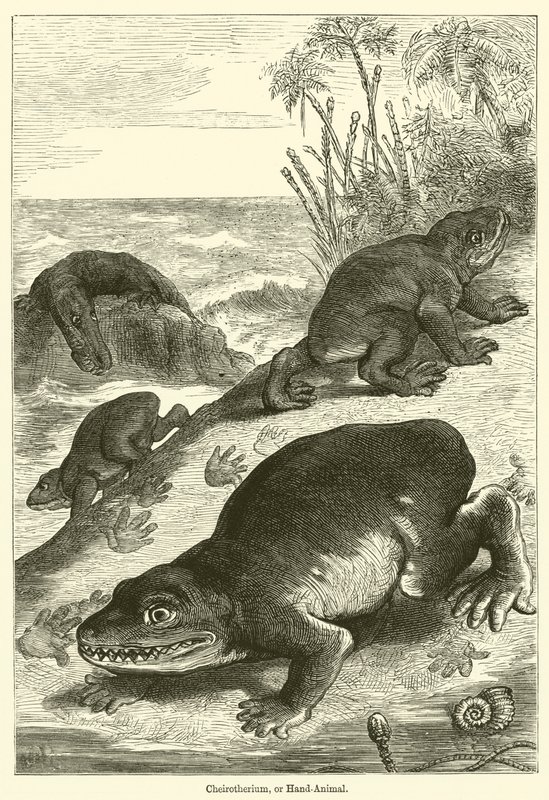 Cheirotherium, ou Hand-Animal (gravura) de English School