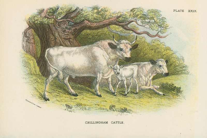Chillingham Gado de English School