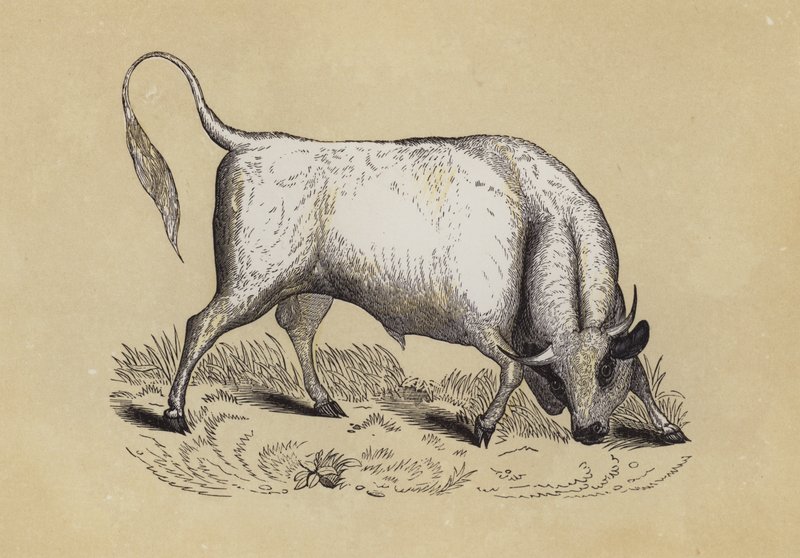 Chillingham Wild Bull (cor litho) de English School