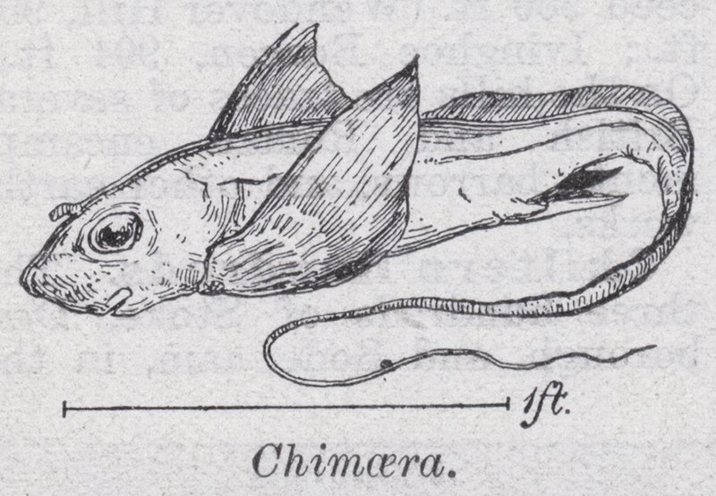 Quimera (litho) de English School