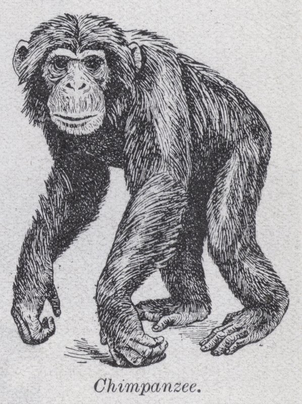 Chimpanzé (litho) de English School