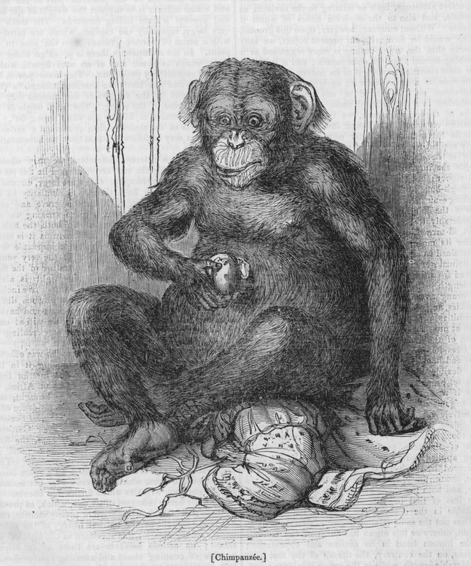 Chimpanzé de English School