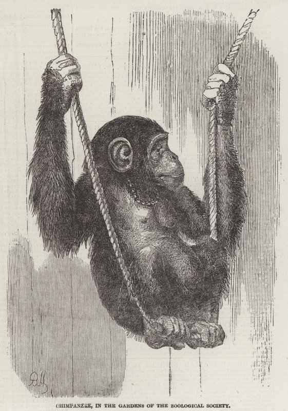 Chimpanzé, nos Jardins da Sociedade Zoológica (gravura) de English School