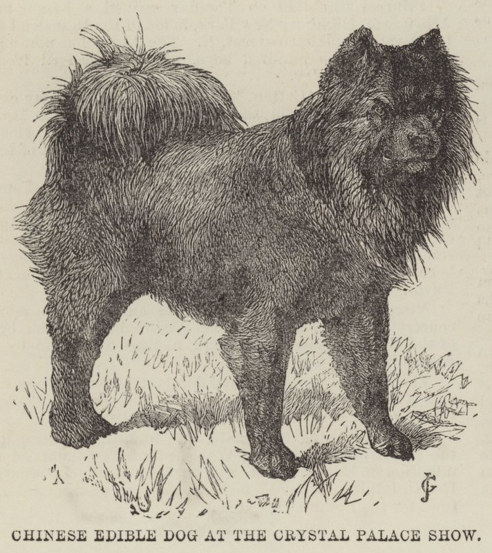 Cão comestível chinês no Crystal Palace Show (gravura) de English School