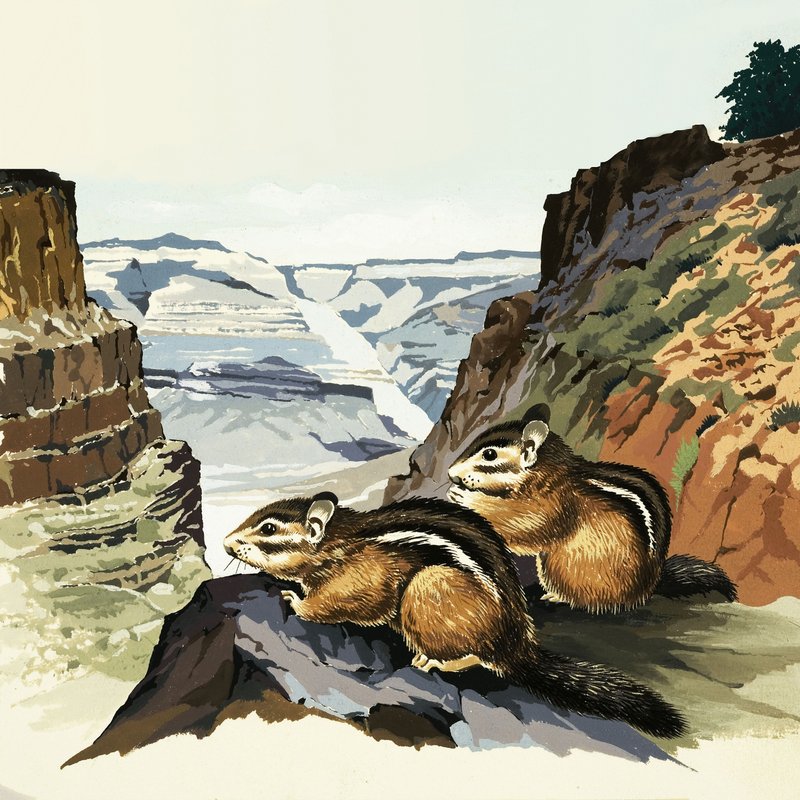 Esquilos no Parque Nacional do Grand Canyon de English School
