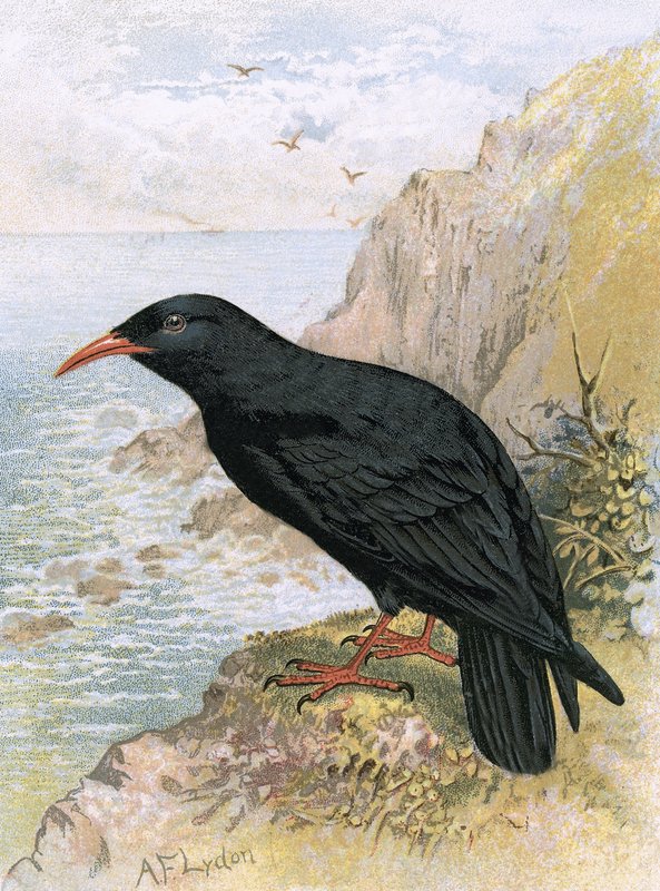 Chough de English School