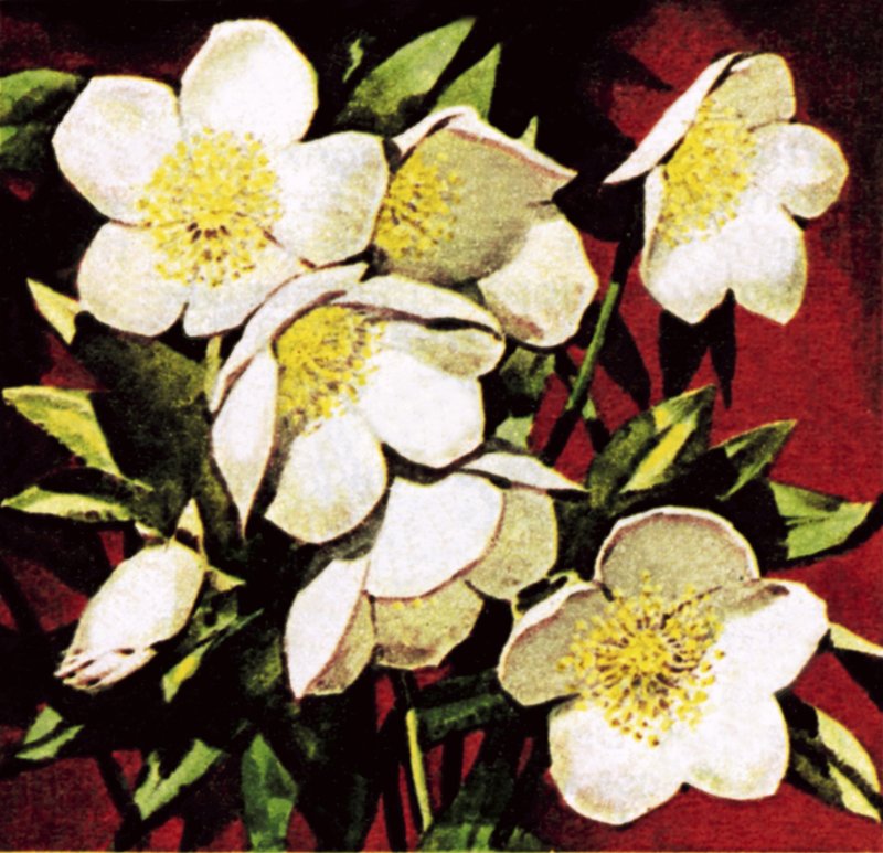 Rosas de natal de English School
