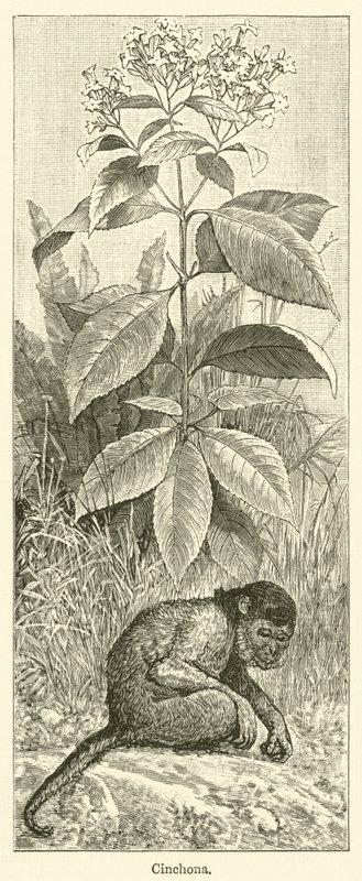 Cinchona (gravura) de English School