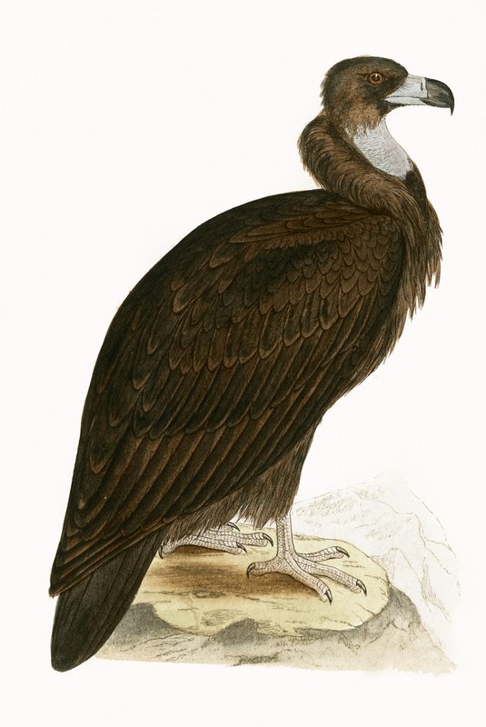 Abutre Cinereous, ilustração de "Uma História das Aves da Europa Não Observadas nas Ilhas Britânicas", de Charles Robert Bree (1811-1886), publicado em 1867 (cor litho) de English School