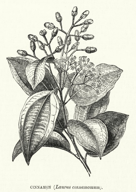 Canela, canela Laurus cinnamomum (gravação) de English School