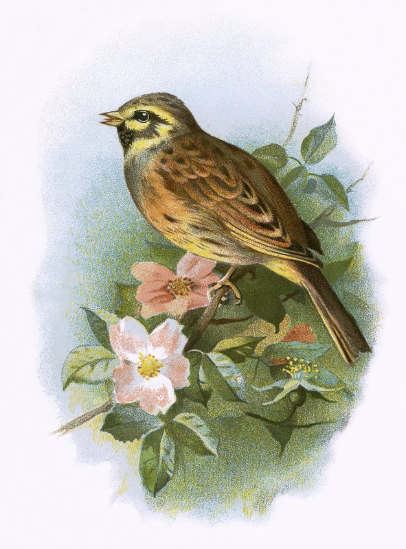 Cirl Bunting de English School