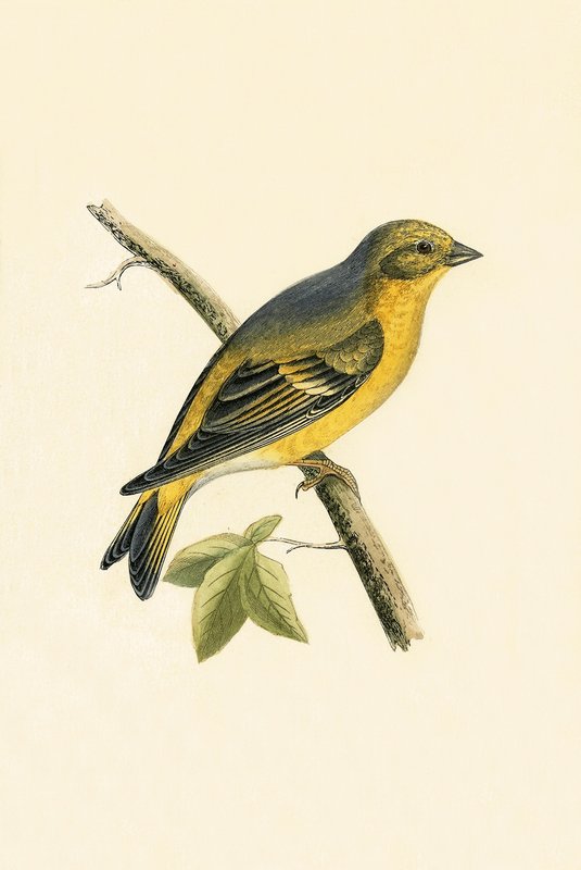 Citril Finch, ilustração de "Uma História das Aves da Europa Não Observadas nas Ilhas Britânicas", de Charles Robert Bree (1811-1886), publicada em 1867 de English School