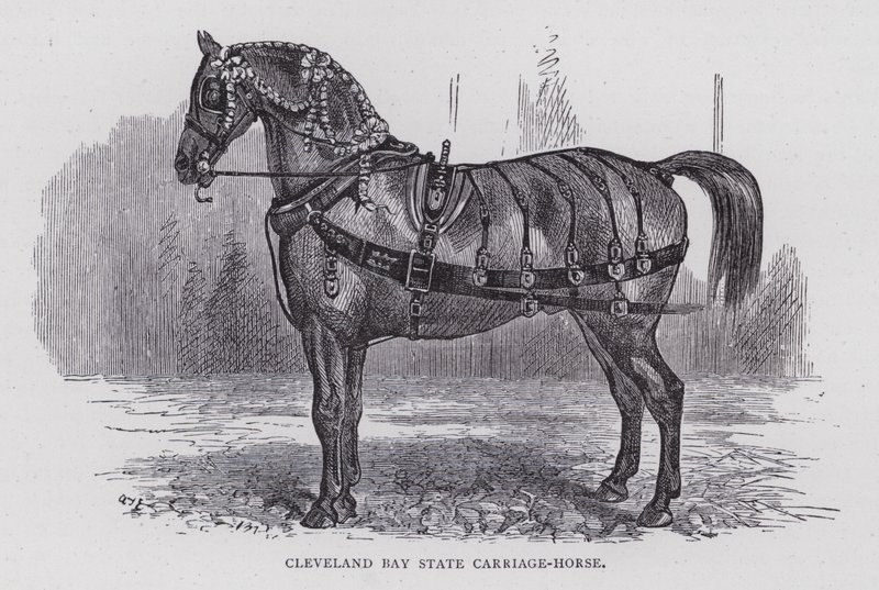 Cleveland Bay State Carriage-Horse (gravura) de English School