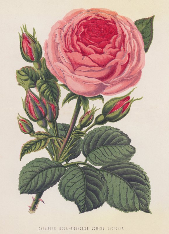 Rosa Trepadora, Princesa Louise Victoria (cor litho) de English School