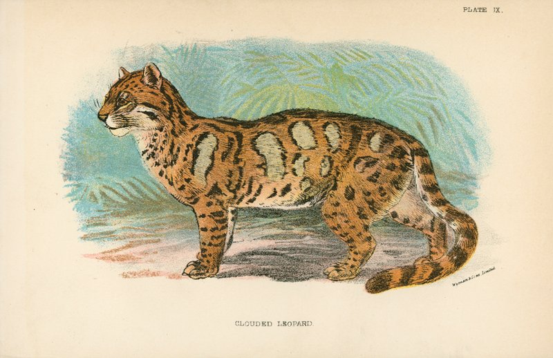 Leopardo nublado de English School