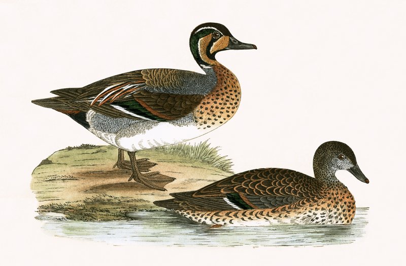 Clucking Teal, ilustração de "Uma História das Aves da Europa Não Observadas nas Ilhas Britânicas", de Charles Robert Bree (1811-1886), publicada em 1867 de English School