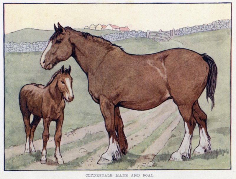 Clydesdale Mare e potro de English School