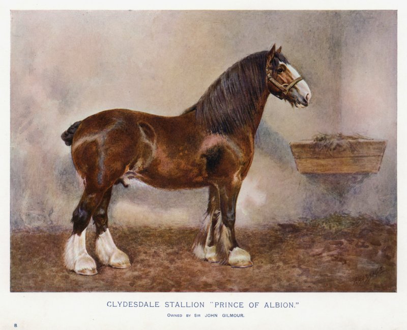 Garanhão Clydesdale "Príncipe de Albion" de English School