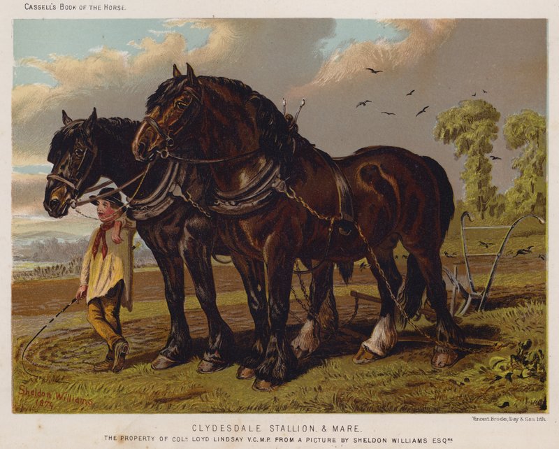 Garanhão e Mare Clydesdale, propriedade do Coronel Loyd Lindsay, VC, MP de English School
