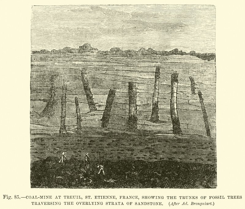 Mina de carvão em Treuil, St Etienne, França, mostrando os troncos de árvores fósseis que atravessam os estratos sobrejacentes de arenito de English School