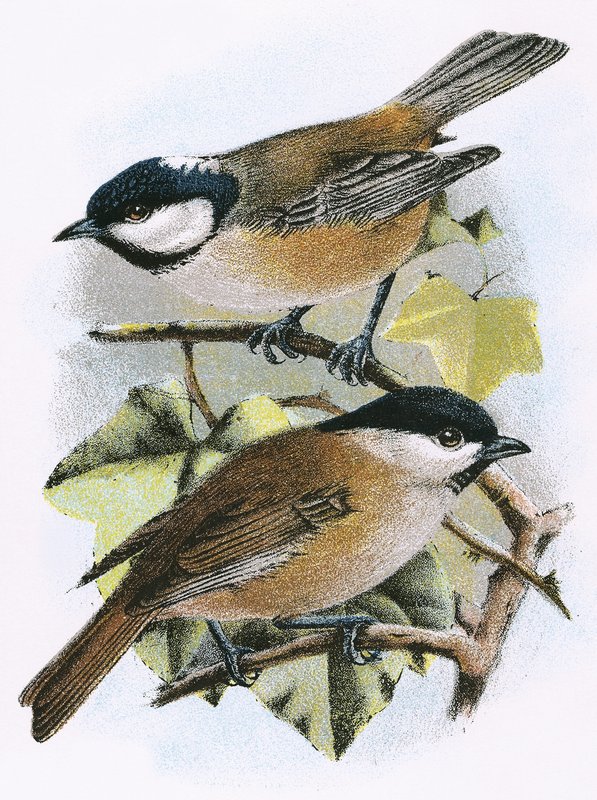 Teta de carvão (superior) e Marsh Tit (inferior) de English School