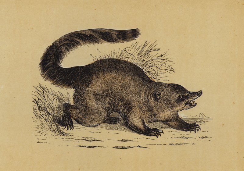 Coati (litografia a cores) de English School