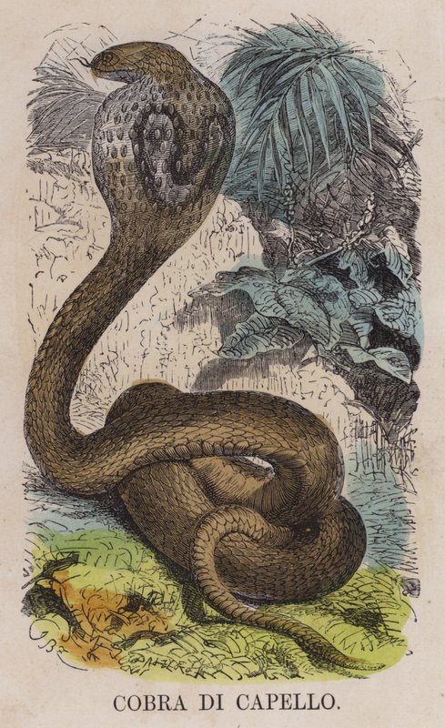 Cobra Di Capello (gravação a cores) de English School