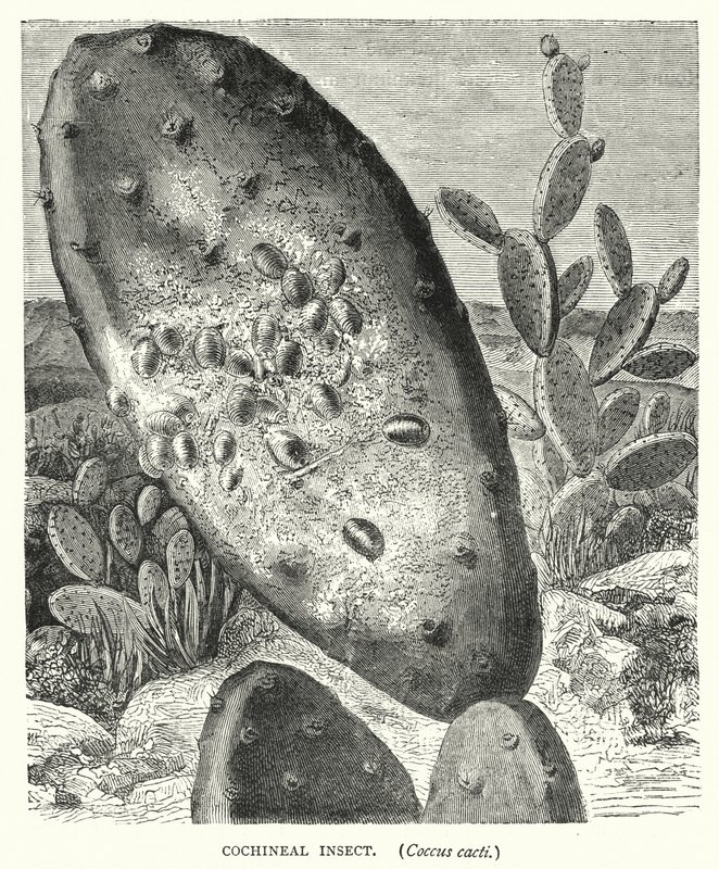 Inseto Cochonilha, Coccus cactos (gravura) de English School