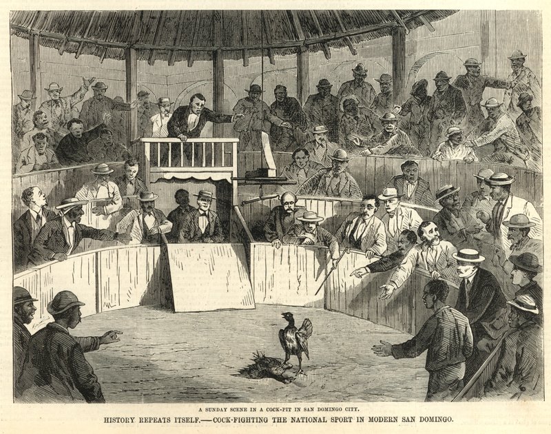 Cock-fighting, o esporte nacional da moderna San Domingo de English School