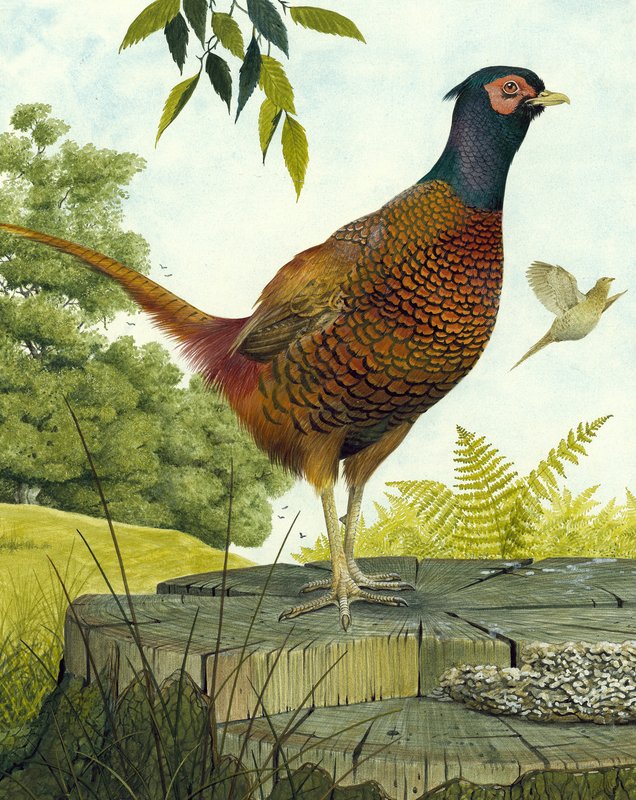 Faisão de Galo de English School