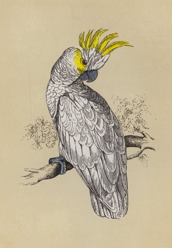 Cockatoo (cor litho) de English School