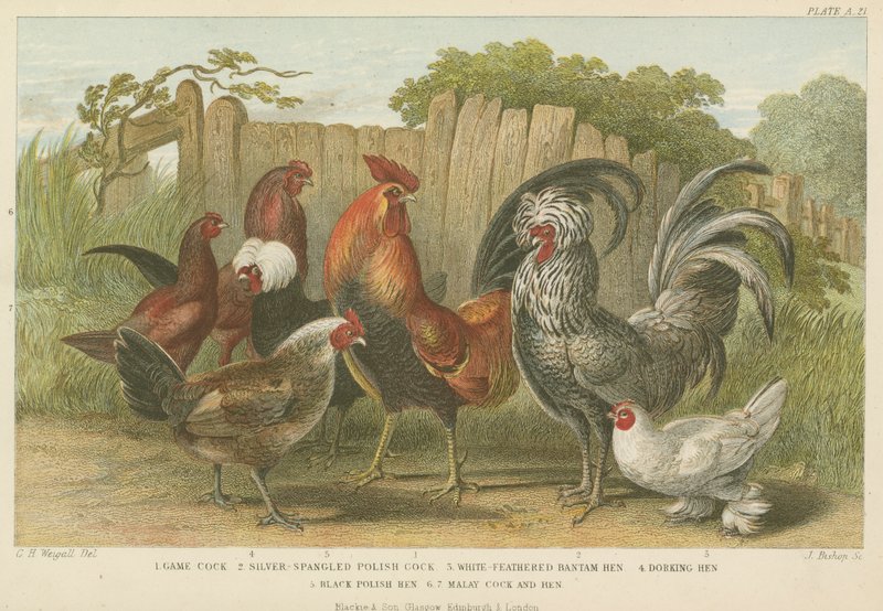 Galos e galinhas (gravura colorida) de English School
