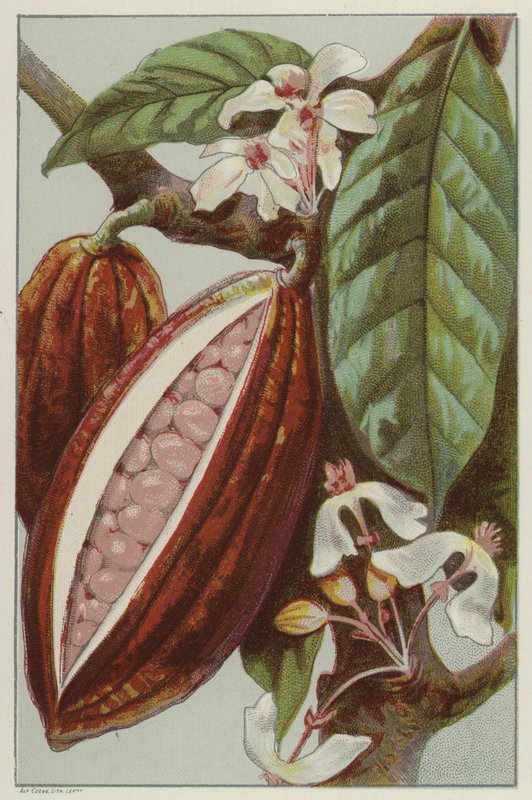 Flores e vagens de cacau, mostrando dentro de uma vagem (chromolitho) de English School