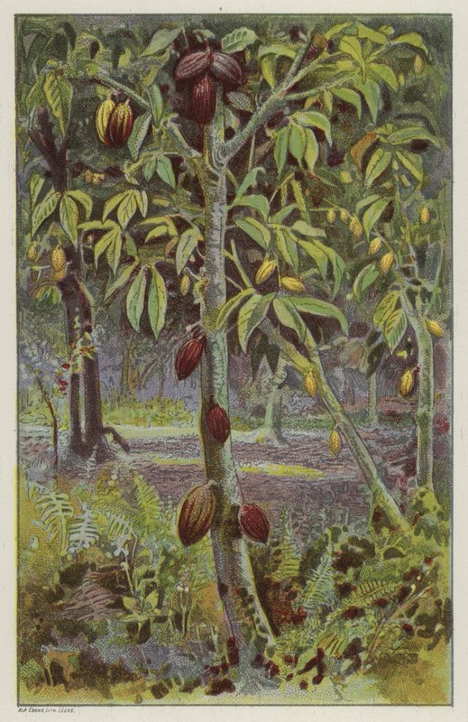 Plantação de cacau, Trinidad (chromolitho) de English School