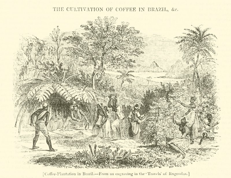 Plantação de café no Brasil de English School