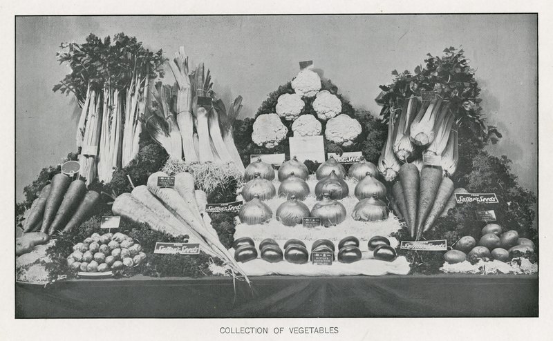 Coleção de vegetais de English School