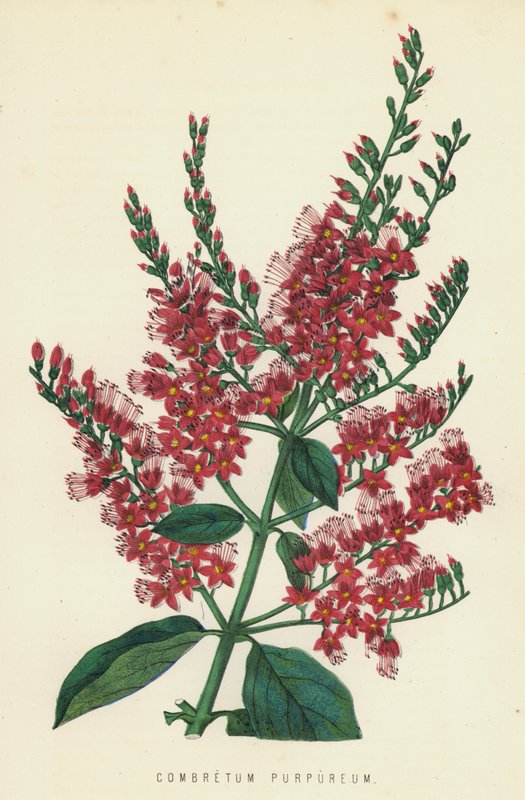 Combretum Osakazuki de English School