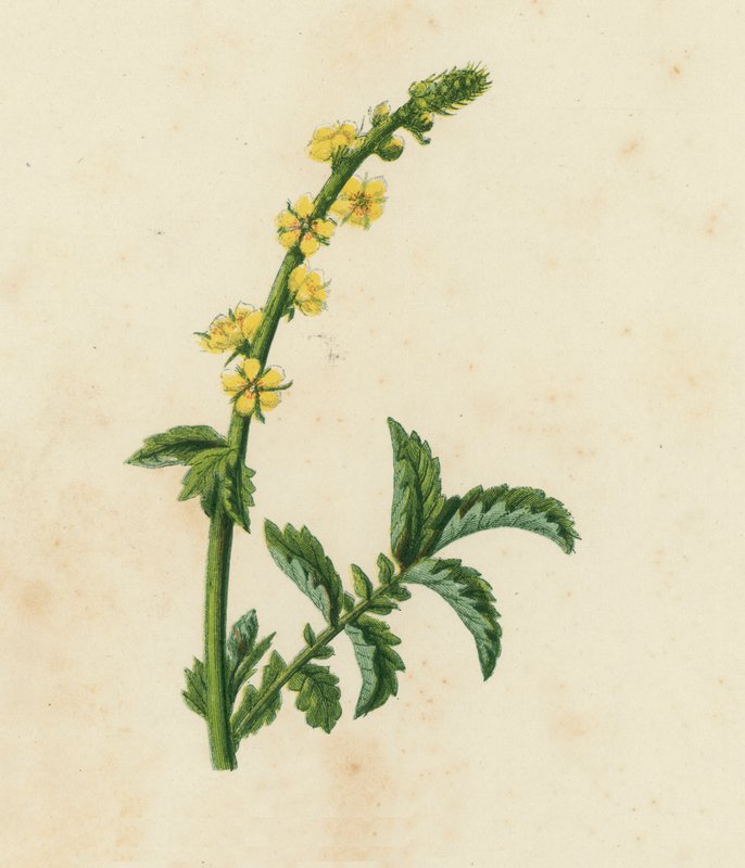 Agrimónia comum, Agrimonia Eupatoria (litografia a cores) de English School