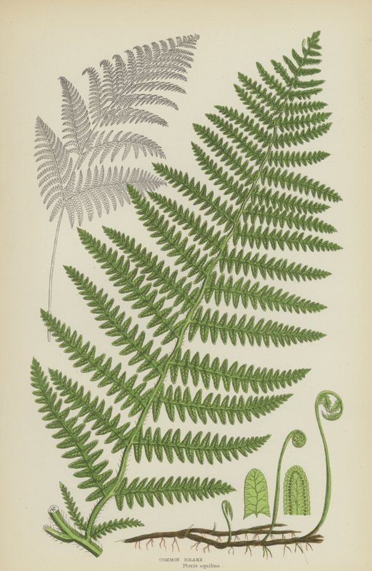 Freio Comum (cor litho) de English School